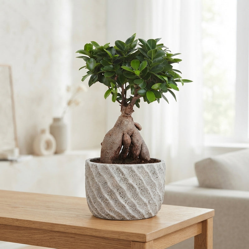 Ficus Ginseng Ball Shape – 20cm Pot