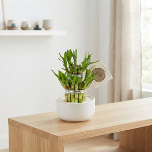 Lucky Bamboo (Dracaena sanderiana) – 8cm Pot
