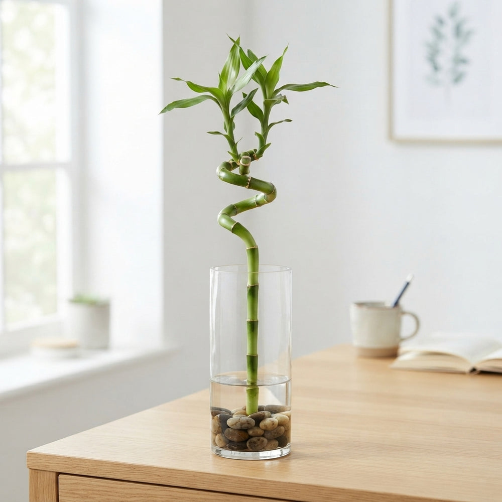 Lucky Bamboo Spiral (Dracaena sanderiana) – 5cm Pot
