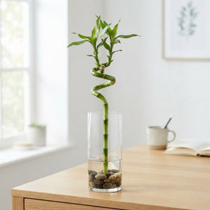 Lucky Bamboo Spiral (Dracaena sanderiana) – 5cm Pot