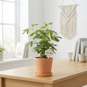 Sensitive Plant (Mimosa pudica) – 9cm Pot