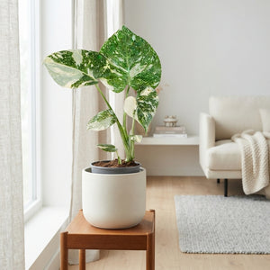 Monstera Thai Constellation – 6cm Pot