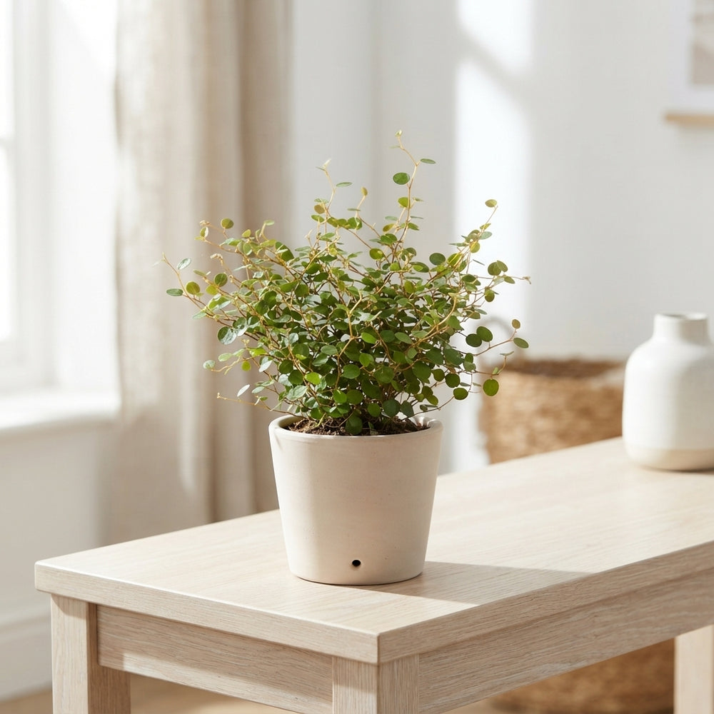 Gold Muehlenbeckia complexa – 8cm Pot