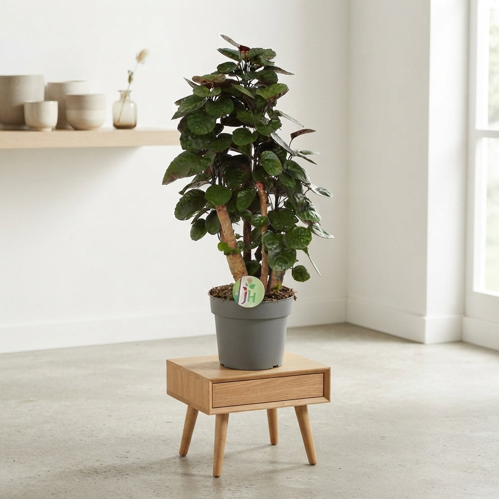 Polyscias Fabian Ming Aralia – 17cm Pot, 60cm High