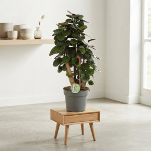 Polyscias Fabian Ming Aralia – 17cm Pot, 60cm High