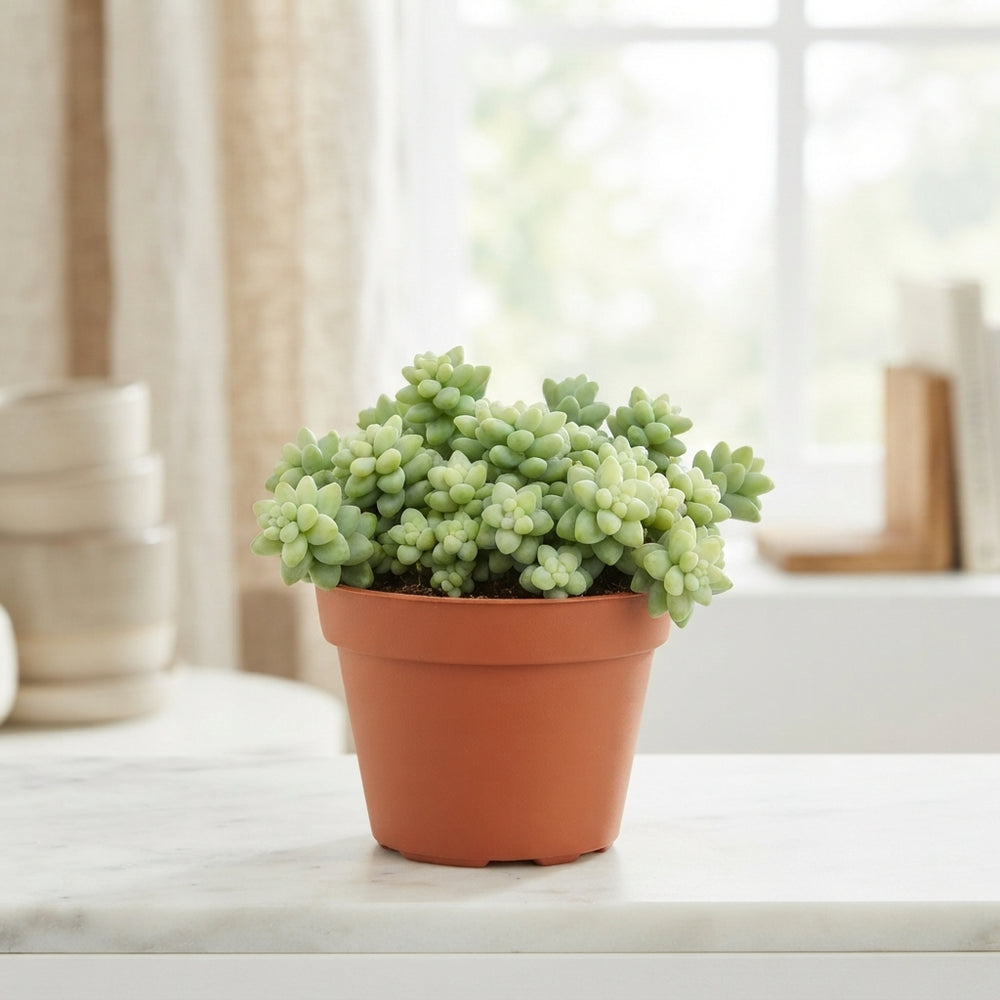 Burro’s Tail Sedum (Sedum burrito) – 11cm Pot