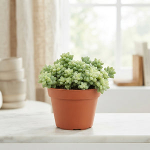 Burro’s Tail Sedum (Sedum burrito) – 11cm Pot