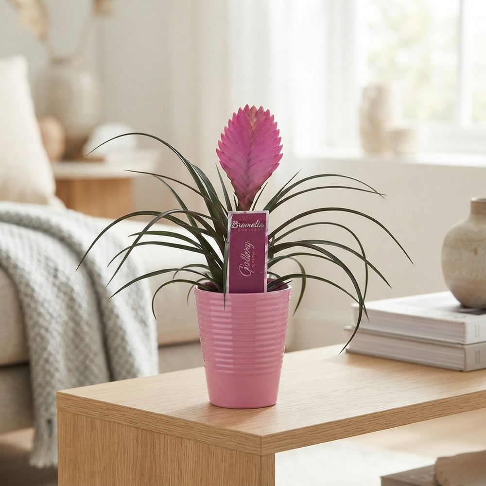 Tillandsia Air Plant Mix – 11cm Pot, 25cm High