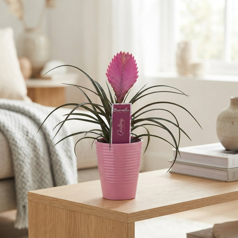 Tillandsia Air Plant Mix – 11cm Pot, 25cm High