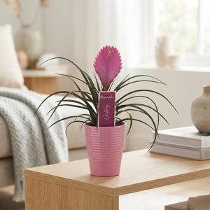 Tillandsia Air Plant Mix – 11cm Pot, 25cm High