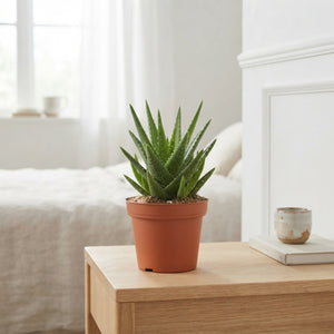 Aloe Vera ‘Verini’ – 10.5cm Pot