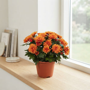 Orange Chrysanthemum ‘Grandezza’ – 13cm Pot