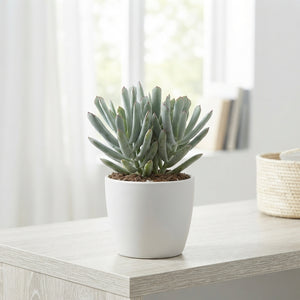 Cotyledon Octopus Succulent – 12cm Pot