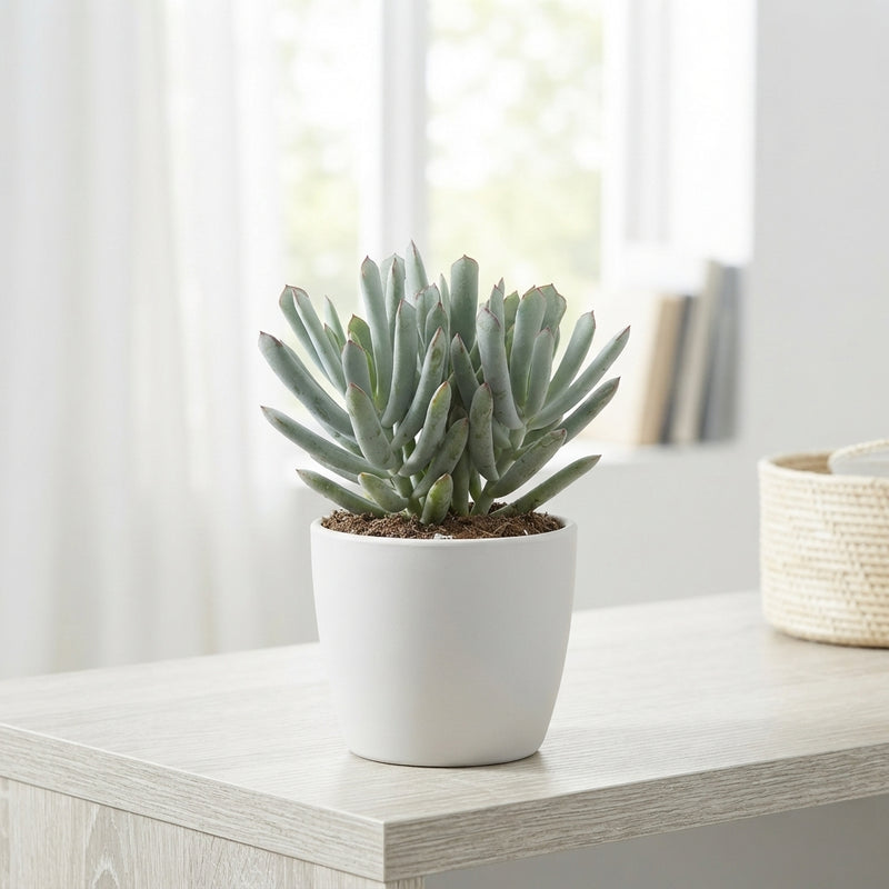 Cotyledon Octopus Succulent – 12cm Pot