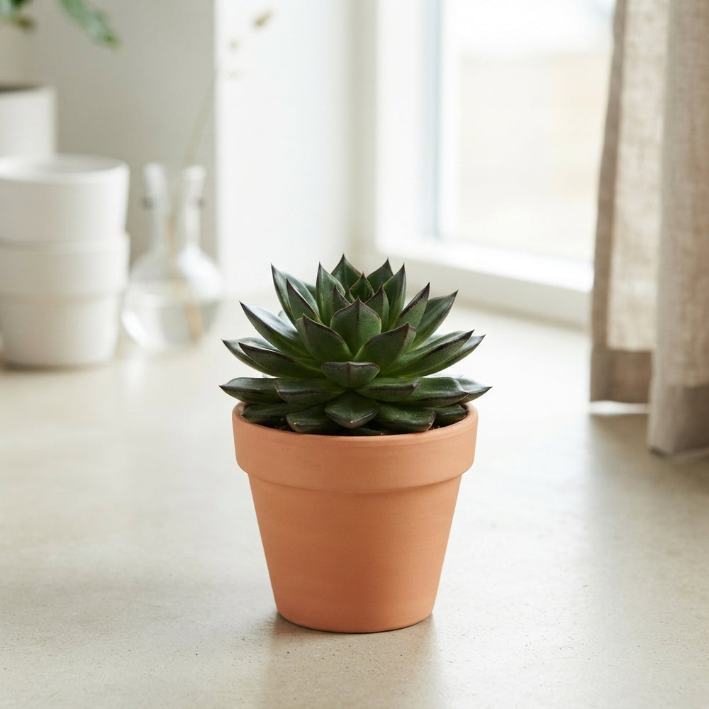 Echeveria Succulent – 10.5cm Pot, 15cm High