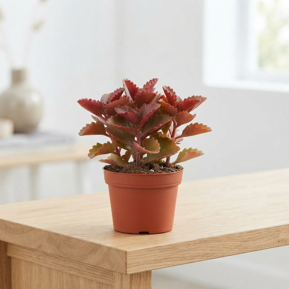 Kalanchoe pinnata – 12cm Pot
