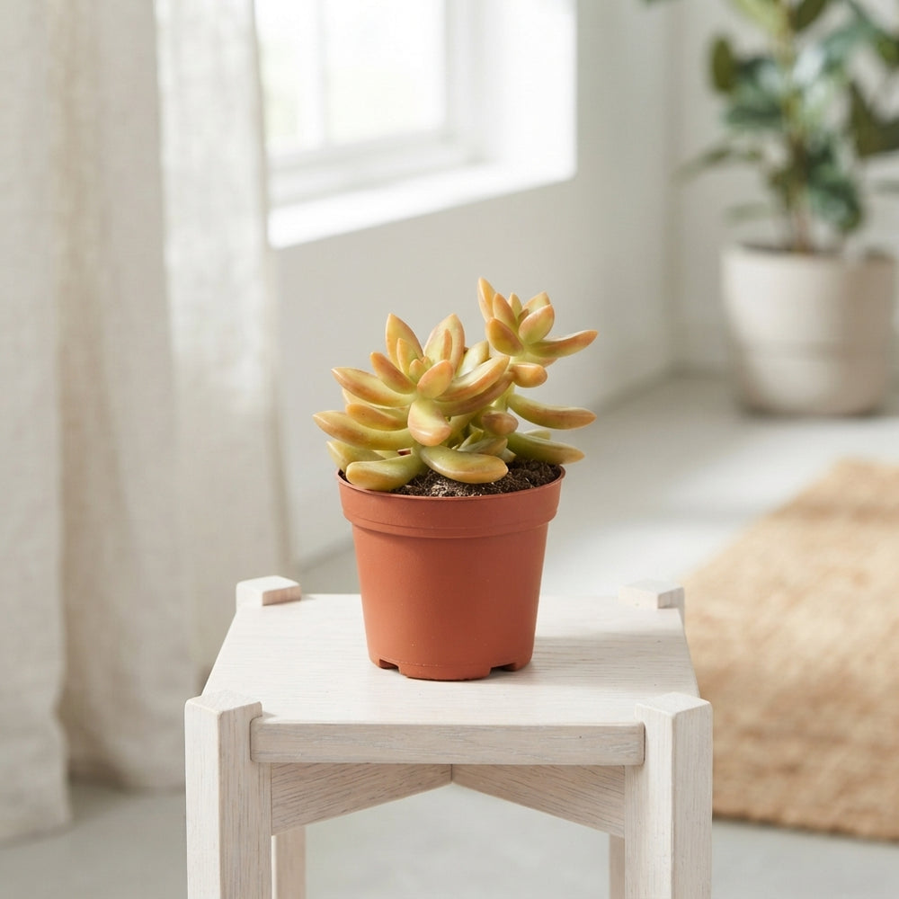 Sedum adolphii Succulent – 8.5cm Pot