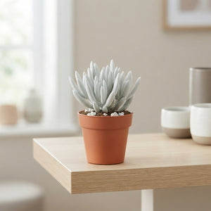 Senecio White – 5.5cm Pot