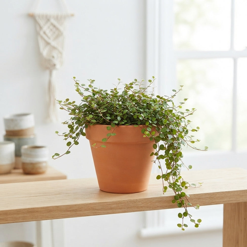 Maidenhair Vine (Muehlenbeckia complexa) – 10.5cm Pot
