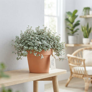 Pilea ‘Greyzy’ – 10.5cm Pot