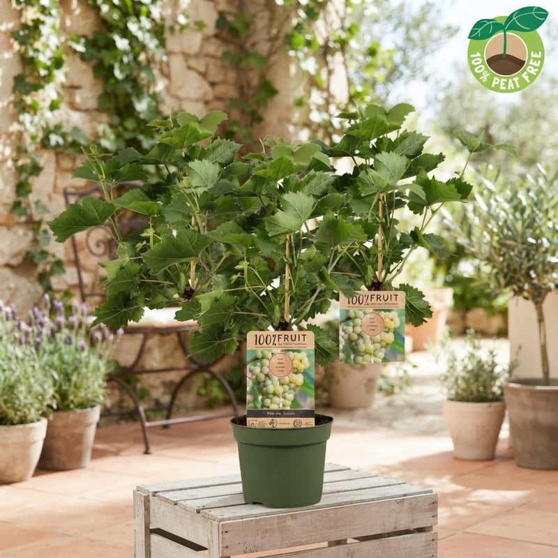 Solaris White Grape Vine (Vitis vinifera) – 21cm Pot