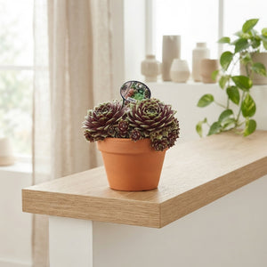 Sempervivum Crystal Display in Coconut Pot