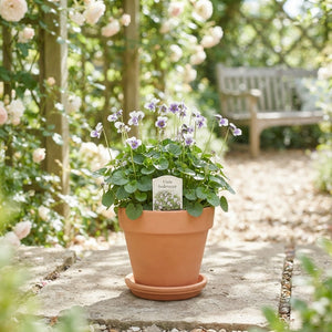 Viola Hederacea – 9cm Pot