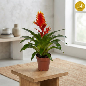Vriesea ‘Int Peach Oranje’ – 12cm Pot