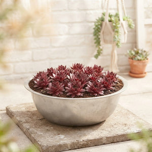 Mixed Sempervivum Succulent in Zinc Bowl – 35cm