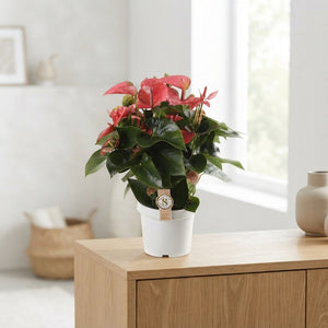 Mixed Anthurium Houseplant – 21cm Pot, 65cm High