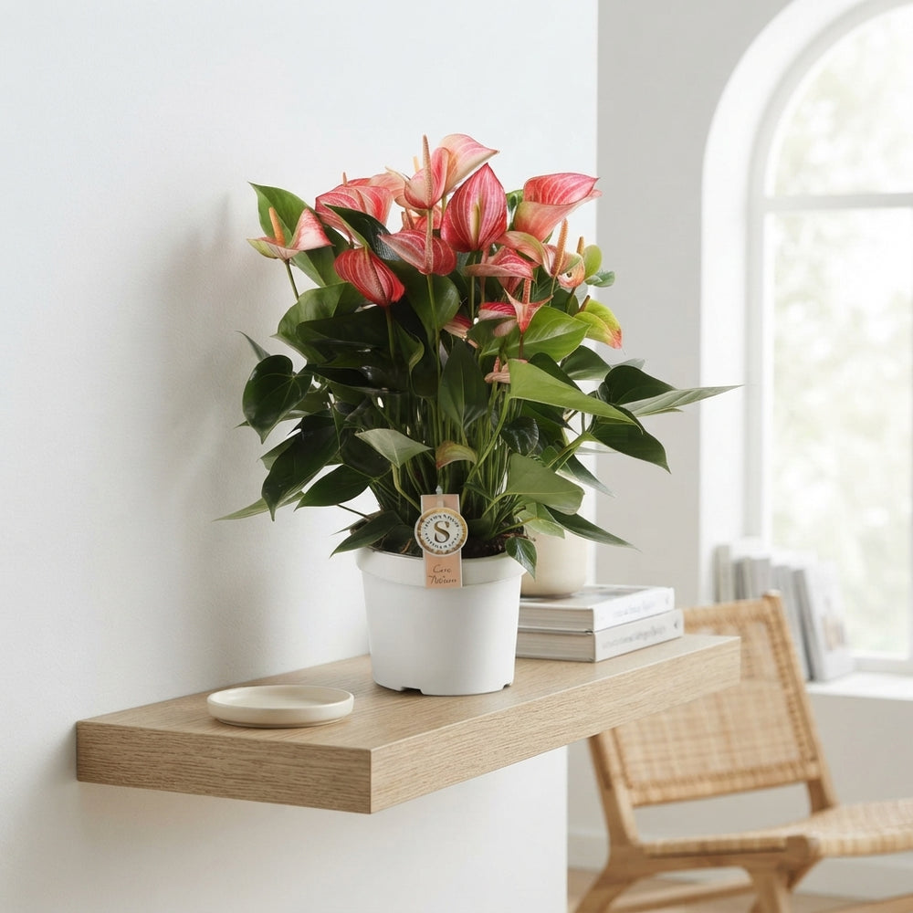 Red Anthurium (Anthurium andraeanum) – 21cm Pot
