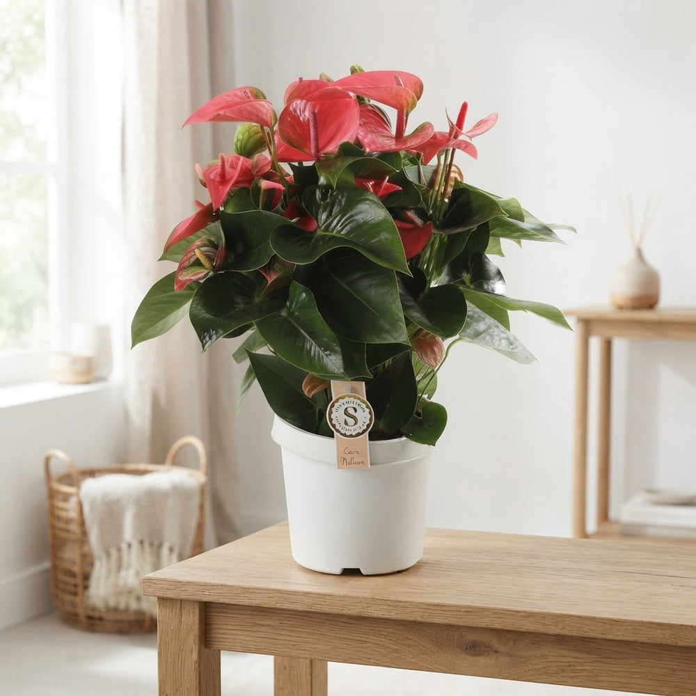 Red Anthurium Houseplant – 21cm Pot, 65cm High