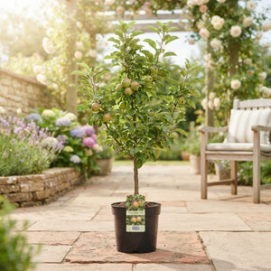 Jonagold Apple Tree (Malus domestica) – 23cm Pot