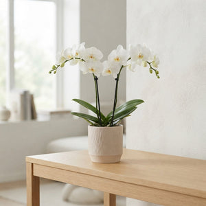 White Phalaenopsis Orchid – 2 Stem, 12cm Pot