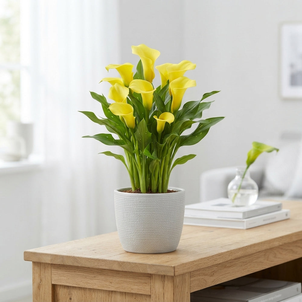 Mixed Zantedeschia Calla Lily – 13cm Pot, 45cm High
