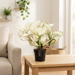 Aglaonema ‘White Joy’ – 12cm Pot, 35cm High