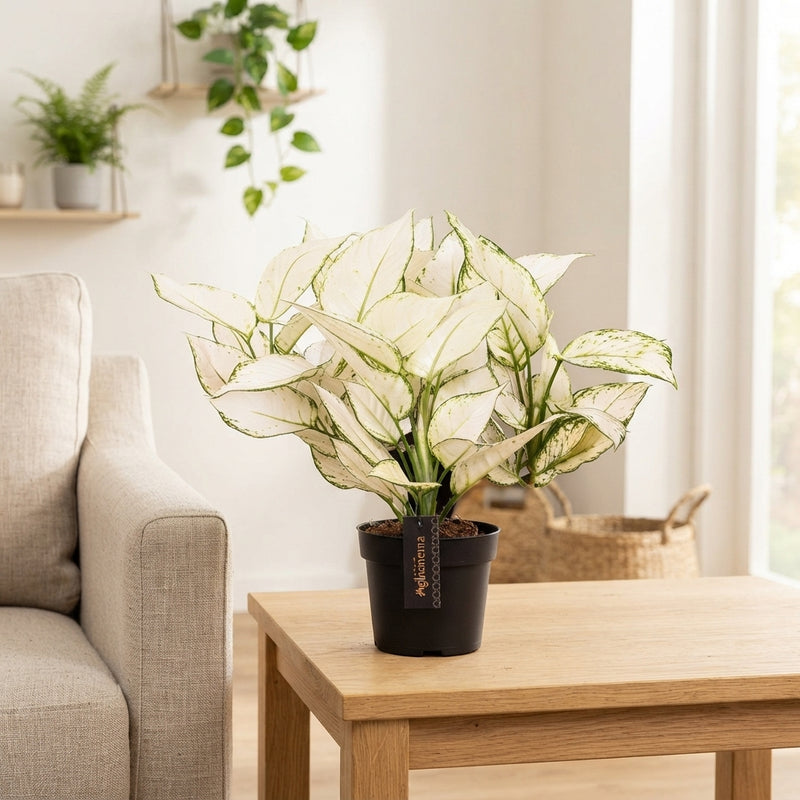 Aglaonema ‘White Joy’ – 12cm Pot, 35cm High