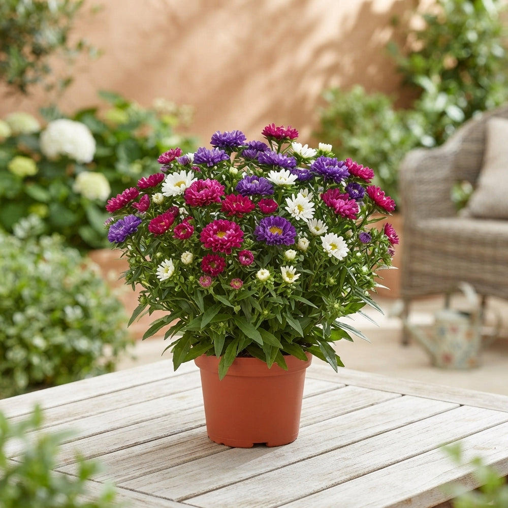 Tricolour Starletta Aster – 13cm Pot