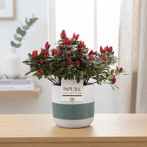 Azalea Rhododendron simsii – 12cm Pot, 25cm High