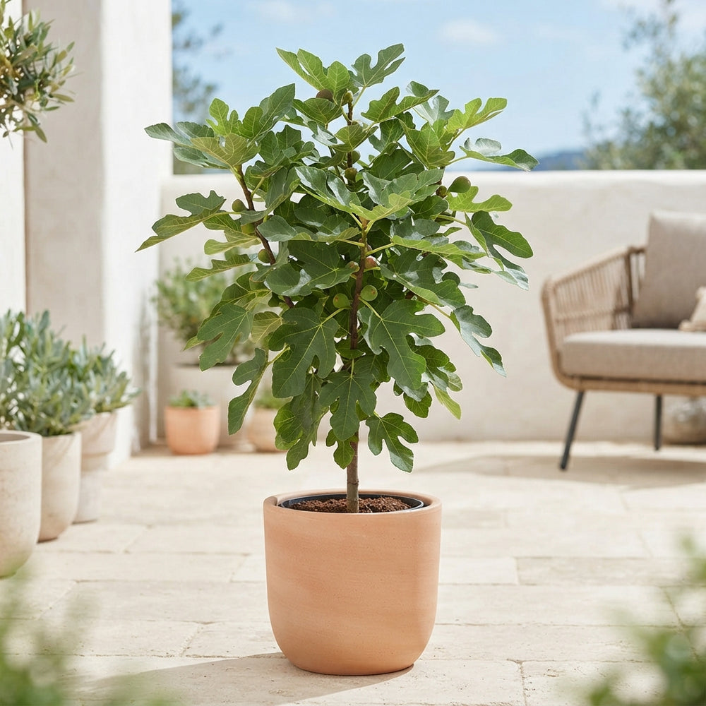 Little Miss Figgy Fig Tree (Ficus carica) – 21cm Pot
