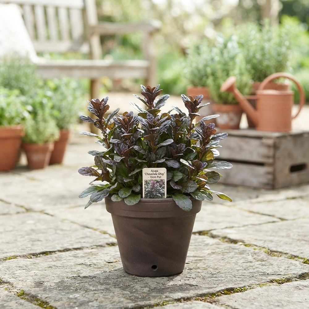 Ajuga ‘Chocolate Chips’ – 12cm Pot