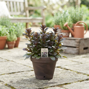 Ajuga ‘Chocolate Chips’ – 12cm Pot