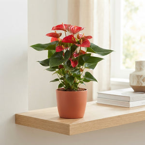 White Anthurium (Anthurium andraeanum) – 17cm Pot