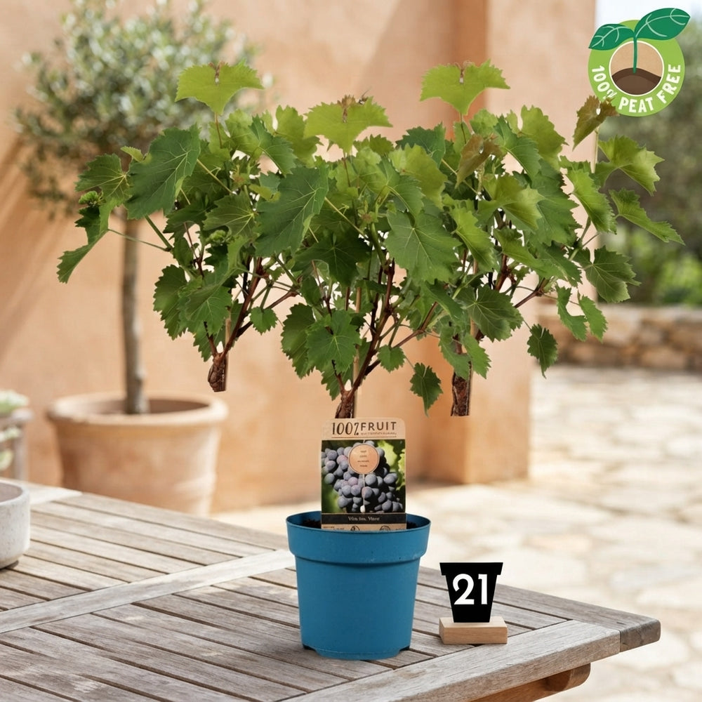 Nero Grape Vine (Vitis vinifera) – 21cm Pot