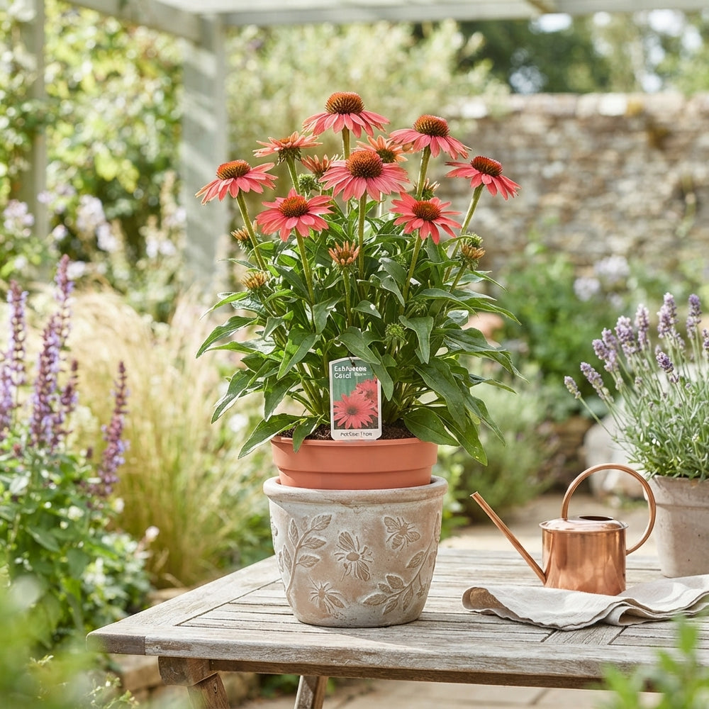 Pink Echinacea ‘Coral’ – 17cm Pot