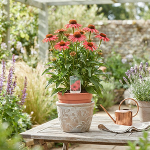 Pink Echinacea ‘Coral’ – 17cm Pot