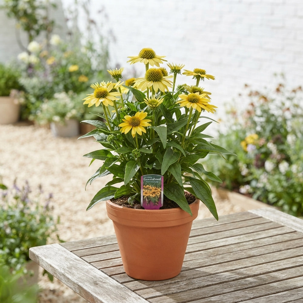 Yellow Echinacea – 17cm Pot