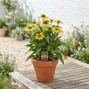 Yellow Echinacea – 17cm Pot