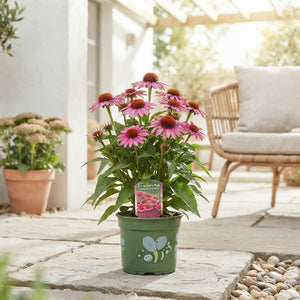 Pink Echinacea ‘Sunseekers’ – 17cm Pot