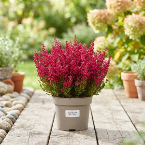 Red Summer Heather (Erica gracilis) – 11cm Pot